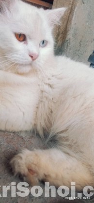 Traditional Persian cat